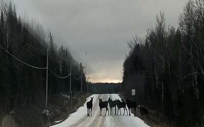 برف، جاده و ده‌ها گوزن؛ عکس حیرت‌انگیز از شمال کانادا جهانی شد
