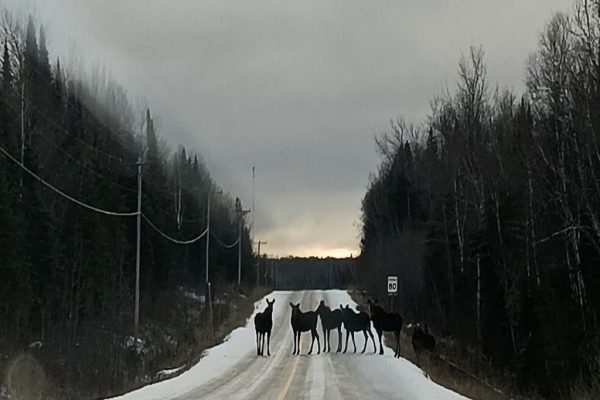 برف، جاده و ده‌ها گوزن؛ عکس حیرت‌انگیز از شمال کانادا جهانی شد