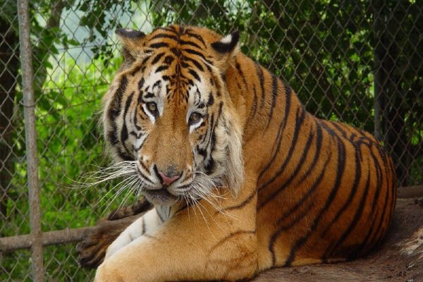 باغ وحش‌های کانادا