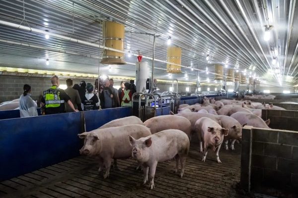 یک مزرعه‌دار بریتیش کلمبیایی متهم به حیوان آزاری شد