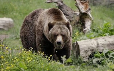 حمله خرس گریزلی به دانش‌آموزان: حال دو نفر وخیم است