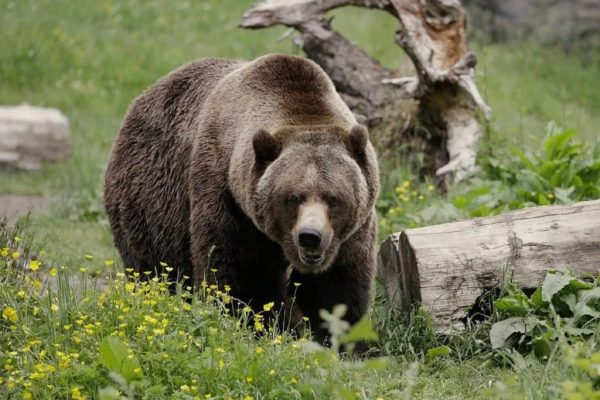 حمله خرس گریزلی به دانش‌آموزان: حال دو نفر وخیم است