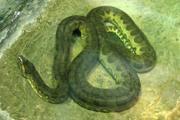 بزرگترین مار در جنگل‌های آمازون کشف شد