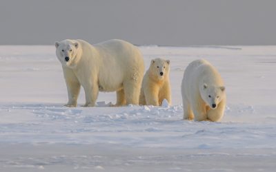 این شهر کوچک در کانادا، پایتخت خرس‌های قطبی جهان است