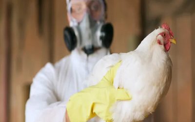 ابراز نگرانی پزشکان بابت احتمال انتقال آنفولانزای پرندگان در کانادا