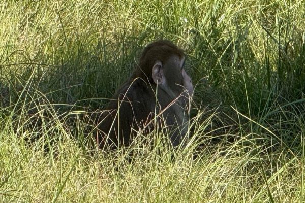 زنی از ترس به خطر افتادن امنیت فرزندانش یک میمون فراری را کشت