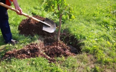 اتاوا از شمارش ساختگی برای کاشت دو میلیارد درخت استفاده می‌کند