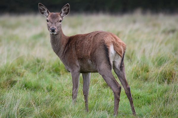 آیا شیوع بیماری گوزن زامبی در کانادا برای انسان‌ها خطرناک است؟