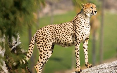 چقدر با یوزپلنگ زیباترین میراث طبیعی ایران آشنایی دارید؟