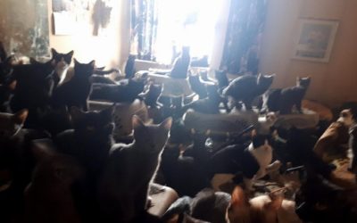 کشف بیش از 300 گربه در یک آپارتمان