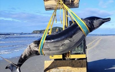 کشف نادرترین نهنگ بیل‌ دندان در جهان