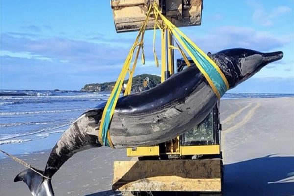 کشف نادرترین نهنگ بیل‌ دندان در جهان