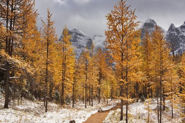 پيشبينی زمان بارش برف زودرس در کبک پيشبينی زمان بارش برف زودرس در کبک