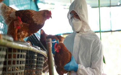 نخستین مورد مرگ انسان به دنبال ابتلا به آنفولانزای مرغی در مکزیک