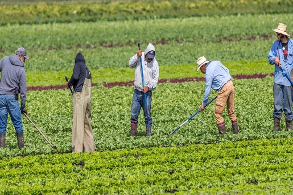 شکست برنامه کارگران موقت کانادا؛ بررسی دلایل و مشکلات