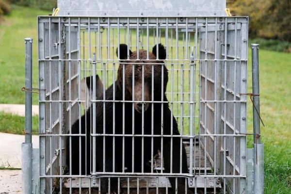 افزایش حملات مرگبار خرس‌ها در ژاپن؛ استقرار ارتش و هشدار سفر کانادا