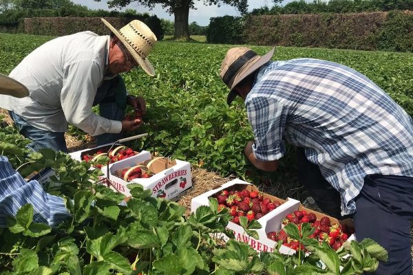 سرمایه‌گذاری ۱.۵ میلیون دلاری کانادا و انتاریو در صنعت کشاورزی و مواد غذایی