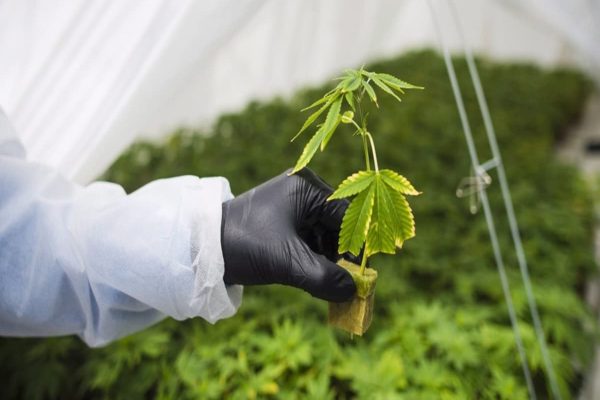 پس از قانونی شدن حشیش در کانادا، کانادایی‌ها به دنبال قانونی‌شدن سایر مواد مخدر هستند