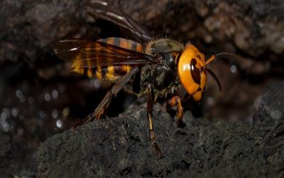 پدر و پسر آمریکایی در لائوس با نیش زنبورهای سرخ کشته شدند