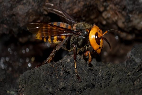 پدر و پسر آمریکایی در لائوس با نیش زنبورهای سرخ کشته شدند