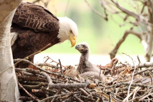 محیط زیست کانادا از شناسایی اولین لانه عقاب سر سفید در تورنتو خبر داد