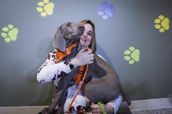 حیوانات خانگی در کانادا