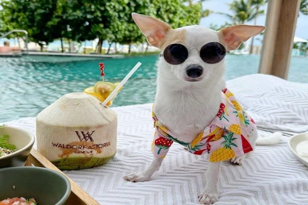 با اینفلوئنسر پشمالوی تورنتویی آشنا شوید با اینفلوئنسر پشمالوی تورنتویی آشنا شوید