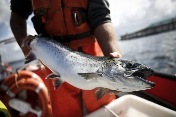 انتقاد لئوناردو دی کاپریو از اتاوا به علت مزارع سالمون بریتیش کلمبیا