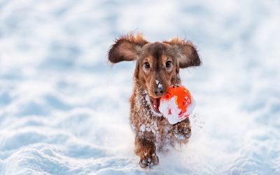نکاتی برای مراقبت از سگ‌ها در زمستان