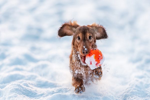 نکاتی برای مراقبت از سگ‌ها در زمستان