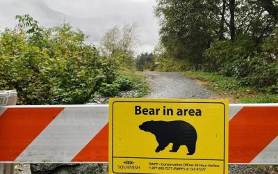 حمله خرس گریزلی در کوهستان‌های برفی کانادا؛ یک نفر در وضعیت بحرانی