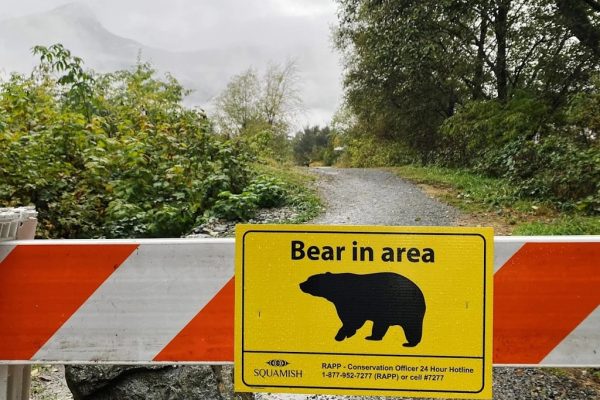 حمله خرس گریزلی در کوهستانهای برفی کانادا؛ یک نفر در وضعیت بحرانی حمله خرس گریزلی در کوهستانهای برفی کانادا؛ یک نفر در وضعیت بحرانی