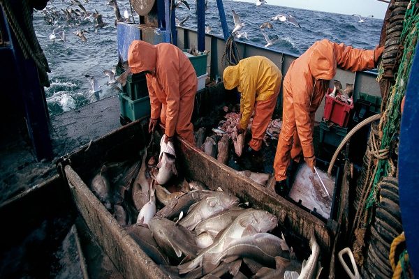 شناسایی بیش از هفت هزار تله خرچنگ غیرقانونی تا دسامبر ۲۰۲۲