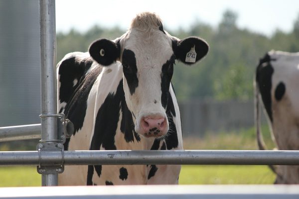 ویروس آنفولانزای پرندگان در شیرهای خوراکی ‏کانادا وجود ندارد