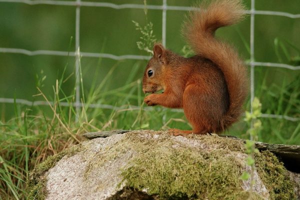 آبله سنجاب چیست؟ آیا کانادایی‌ها باید نگران آن باشند؟