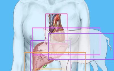 پیوند موفق ریه خوک به بدن انسان؛ ثبت یک رکورد جهانی