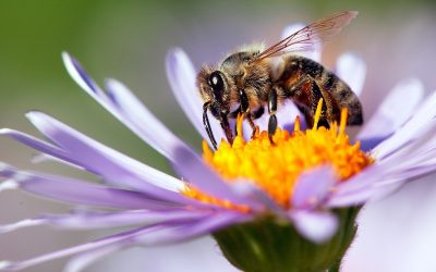 اولین واکسن زنبور عسل در کانادا تائیدیه دریافت کرد