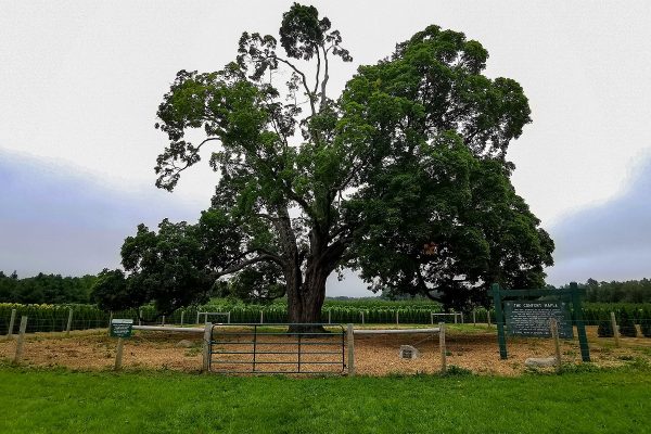 قدیمی‌ترین درخت افرای کانادا همچنان زنده است