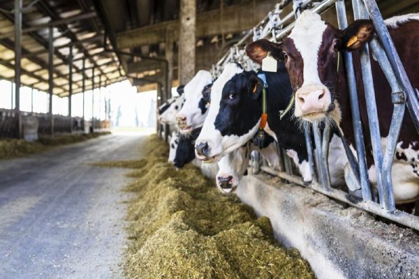 با شیوع آنفولانزای پرندگان کشاورزان کانادایی بيشتر مراقب گاوهاي شيرده باشند