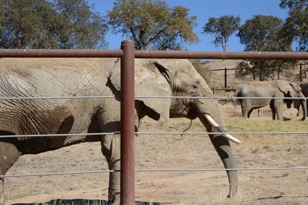 پیشنهاد ممنوعیت اسارت فیلها در کانادا توسط سناتور ساسکاچوانی پیشنهاد ممنوعیت اسارت فیلها در کانادا توسط سناتور ساسکاچوانی