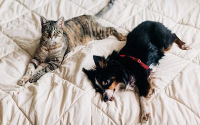 کدام حیوان خانگی برای زمان خوابیدن در کنار ما بهتر است؟ سگ یا گربه؟