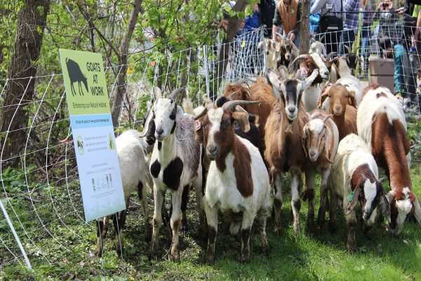 بزها به یاری فضای سبز تورنتو می‌آیند! اولین پروژه چرای تجویزی در پارک دان ولی