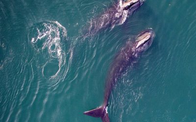 دست کم ۳ بچه نهنگ بزرگ‌سر در سال جاری تلف شده‌اند