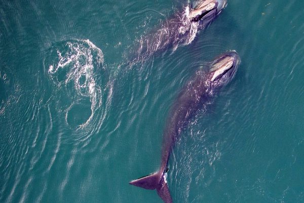 4دست کم ۳ بچه نهنگ بزرگسر در سال جاری تلف شدهاند دست کم ۳ بچه نهنگ بزرگسر در سال جاری تلف شدهاند