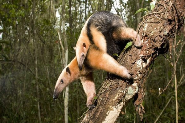 استمداد باغ وحش تورنتو از مردم برای نامگذاری حیوانات جدید