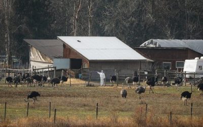 فاجعه شترمرغ‌ها در کانادا: پایان تلخ نبرد قانونی؛ صدای شلیک‌ها زیر فریاد معترضان خاموش شد!