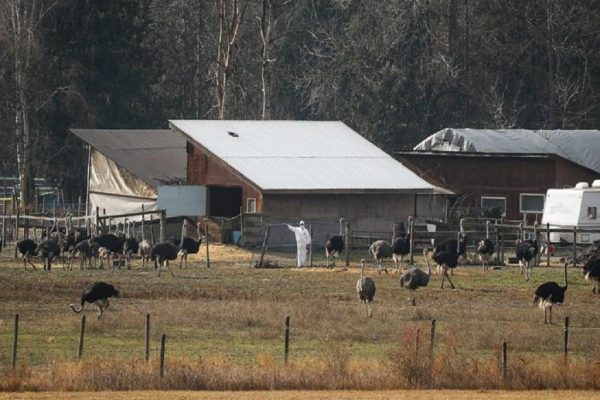 فاجعه شترمرغ‌ها در کانادا: پایان تلخ نبرد قانونی؛ صدای شلیک‌ها زیر فریاد معترضان خاموش شد!