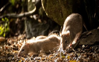 تهاجم موش‌ها در کانادا: تورنتو همچنان رکورددار «موش‌خیزترین» شهر كانادا