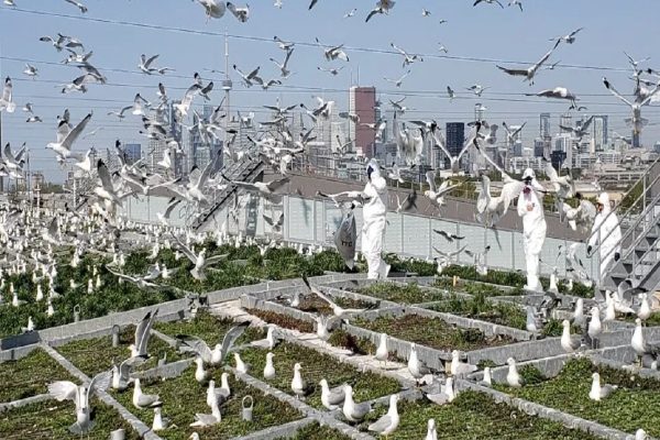 توری و صدا، سپر دفاعی جدید متروی تورنتو در برابر مرغ‌های دریایی