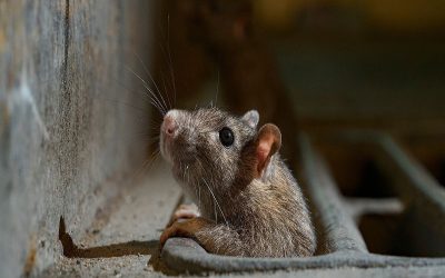 پرسه زدن موش‌ها در بیمارستان کبک
